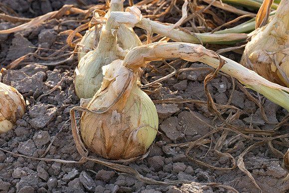 Onion_SVNN1147_4