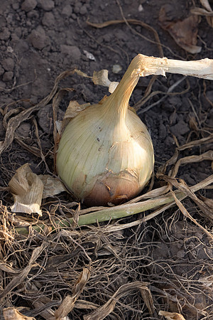Onion_SVNN1071_2