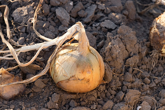 Onion_SVNN1071_6