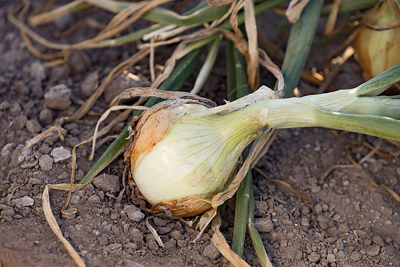 Onion_SVNN1071_17