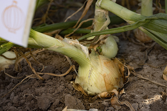 Onion_Leona_3