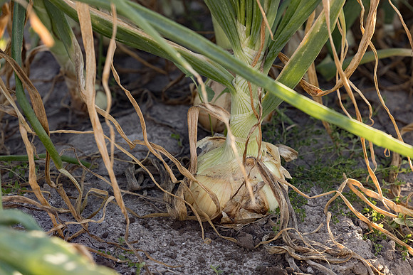 Onion_Leona_5