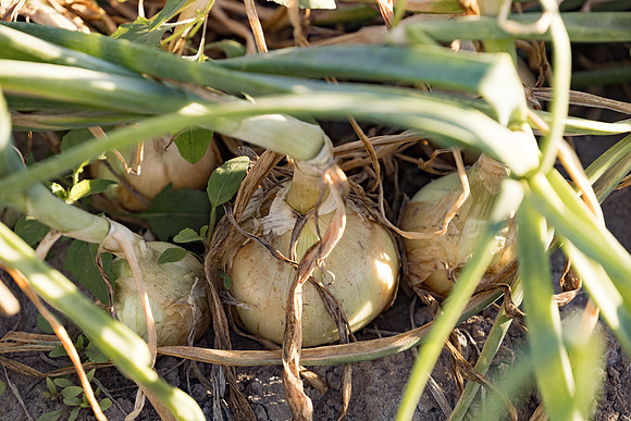 Onion_Hornet_6