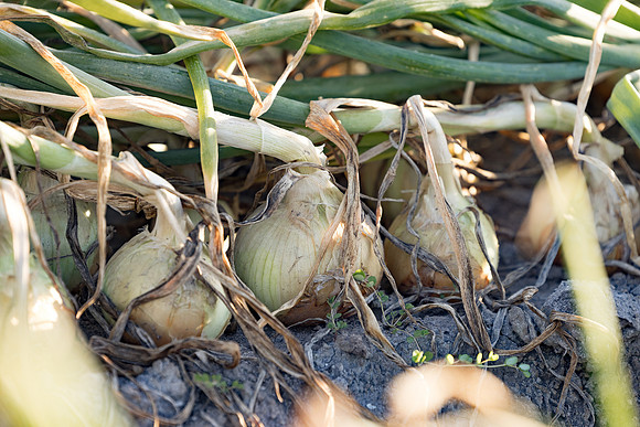 Onion_Hornet_9