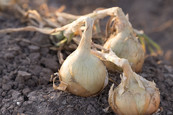 Onion_Hornet_3