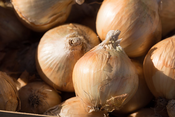 Onion_Hellcat_31