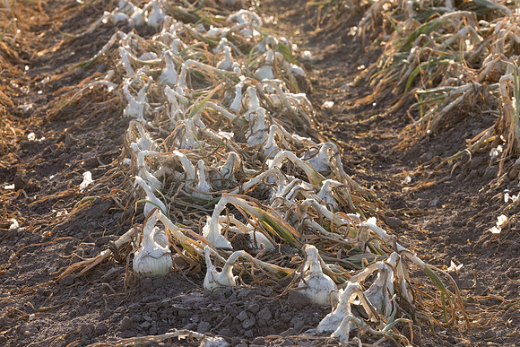 Onion_Alba_2