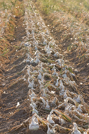 Onion_Alba_9