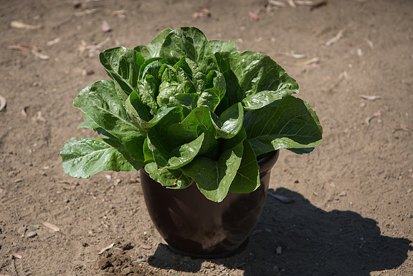 Lettuce_ValleyHeart_CA_0018