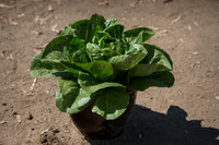 Lettuce_ValleyHeart_CA_0021