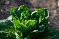 Lettuce_ValleyHeart_CA_0050