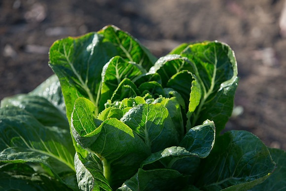 Lettuce_ValleyHeart_CA_0050