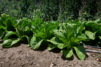 Lettuce_ValleyHeart_CA_0011