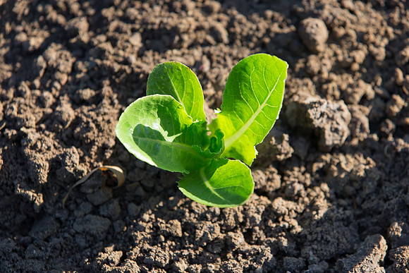 Lettuce_ValleyHeart_CA_0064
