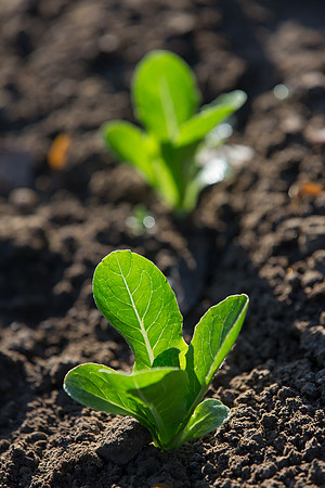 Lettuce_ValleyHeart_CA_0059