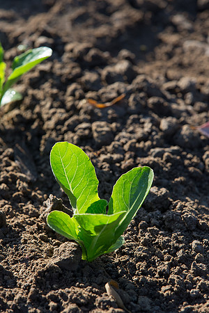Lettuce_ValleyHeart_CA_0077