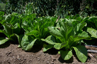 Lettuce_ValleyHeart_CA_0009