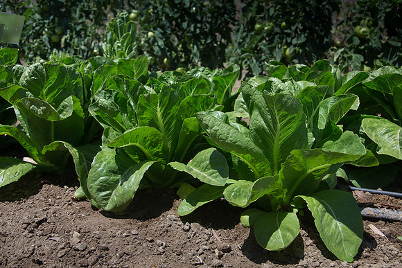 Lettuce_ValleyHeart_CA_0009