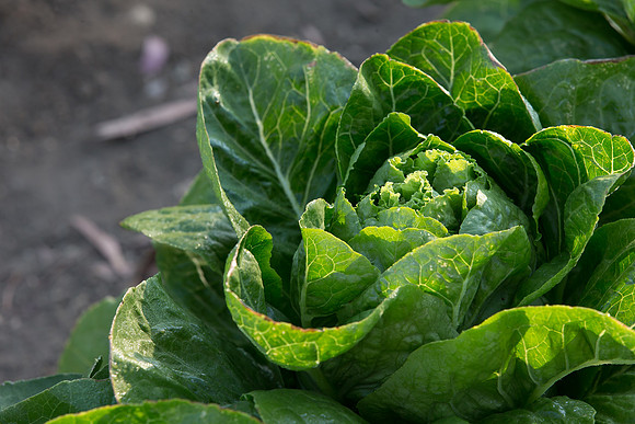 Lettuce_ValleyHeart_CA_0045