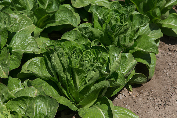 Lettuce_ValleyHeart_CA_0003