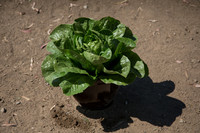 Lettuce_ValleyHeart_CA_0014