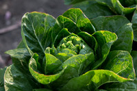 Lettuce_ValleyHeart_CA_0047