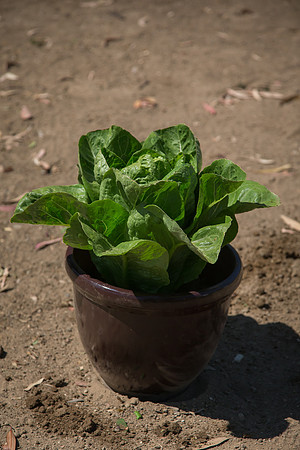 Lettuce_ValleyHeart_CA_0027