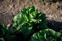 Lettuce_ValleyHeart_CA_0055