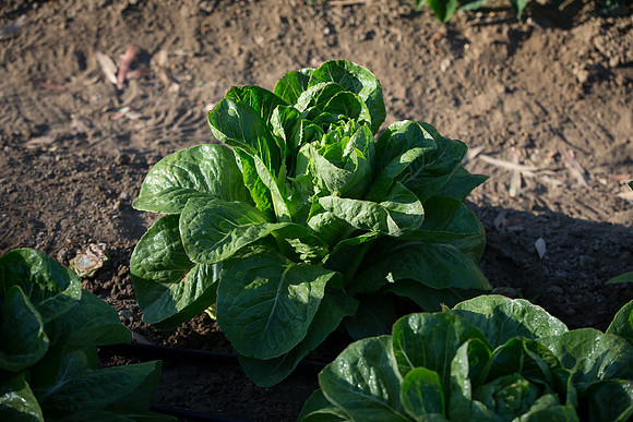 Lettuce_ValleyHeart_CA_0055