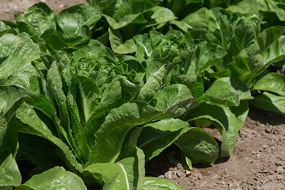 Lettuce_ValleyHeart_CA_0005