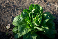 Lettuce_ValleyHeart_CA_0053