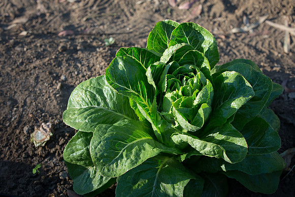 Lettuce_ValleyHeart_CA_0053