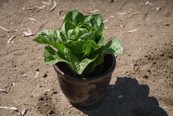 Lettuce_ValleyHeart_CA_0025