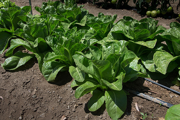 Lettuce_ValleyHeart_CA_0007