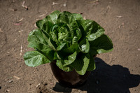 Lettuce_ValleyHeart_CA_0016