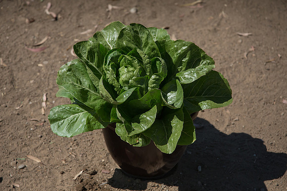 Lettuce_ValleyHeart_CA_0016