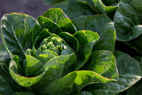 Lettuce_ValleyHeart_CA_0049