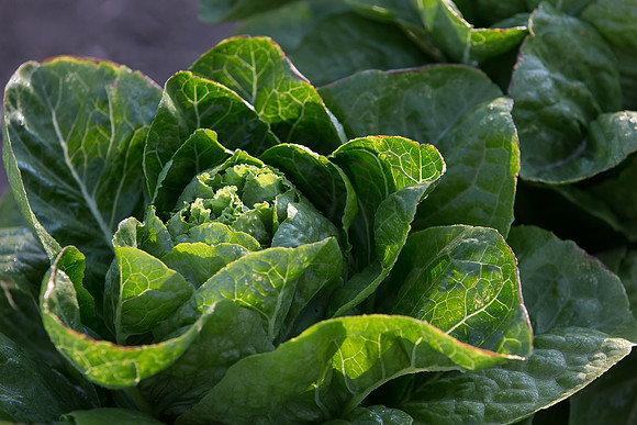 Lettuce_ValleyHeart_CA_0049