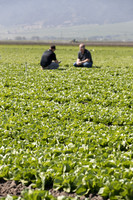 Lettuce_SV1235LB_CA_0053