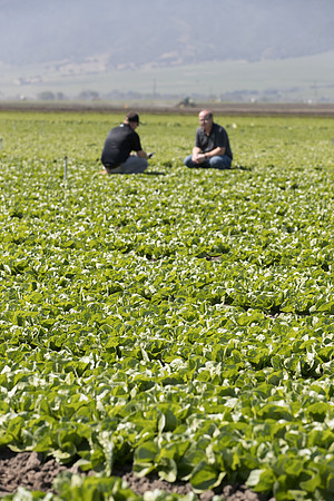 Lettuce_SV1235LB_CA_0053