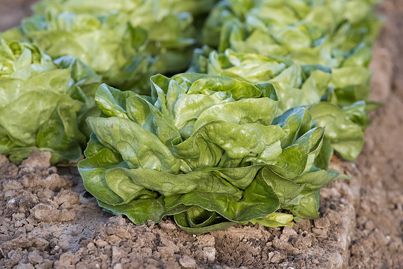 Lettuce_SV1235LB_CA_0172