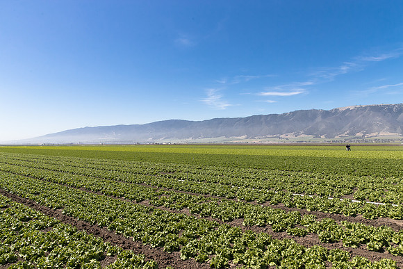 Lettuce_SV1235LB_CA_0123
