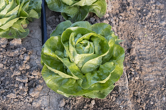 Lettuce_SV1235LB_CA_0176