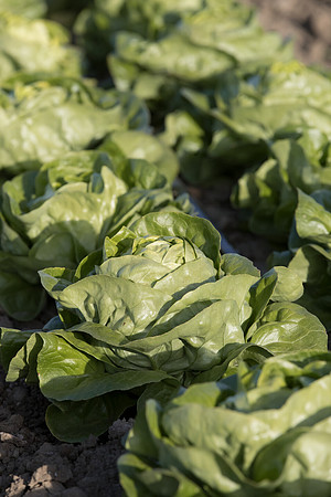 Lettuce_SV1235LB_CA_0212
