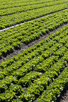 Lettuce_SV1235LB_CA_0022