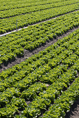 Lettuce_SV1235LB_CA_0022