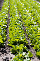 Lettuce_SV1235LB_CA_0013