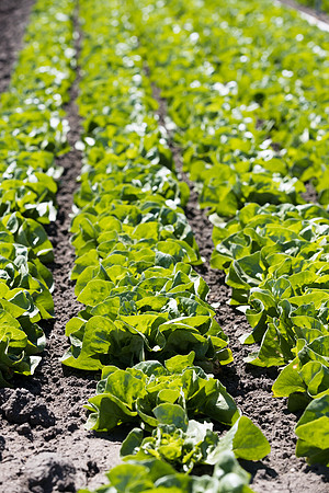 Lettuce_SV1235LB_CA_0013