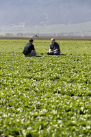 Lettuce_SV1235LB_CA_0050