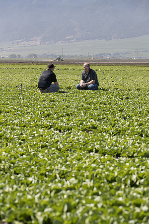 Lettuce_SV1235LB_CA_0050